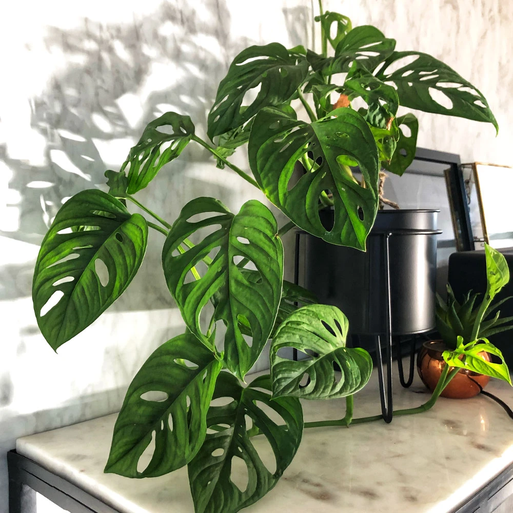 Monstera Adansonii Plant - Image 2
