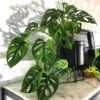 Monstera Adansonii Plant