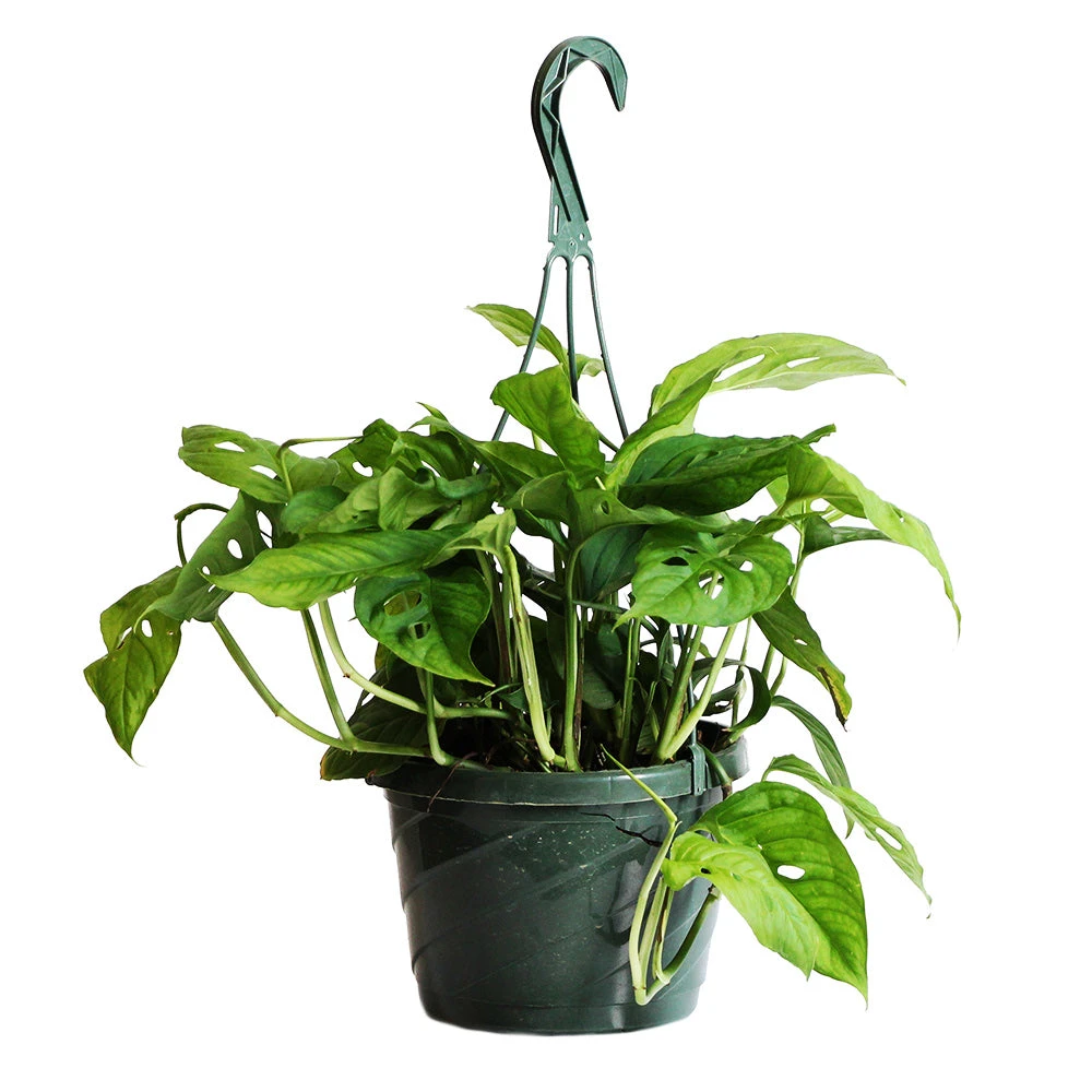 Monstera Adansonii Plant - Image 4