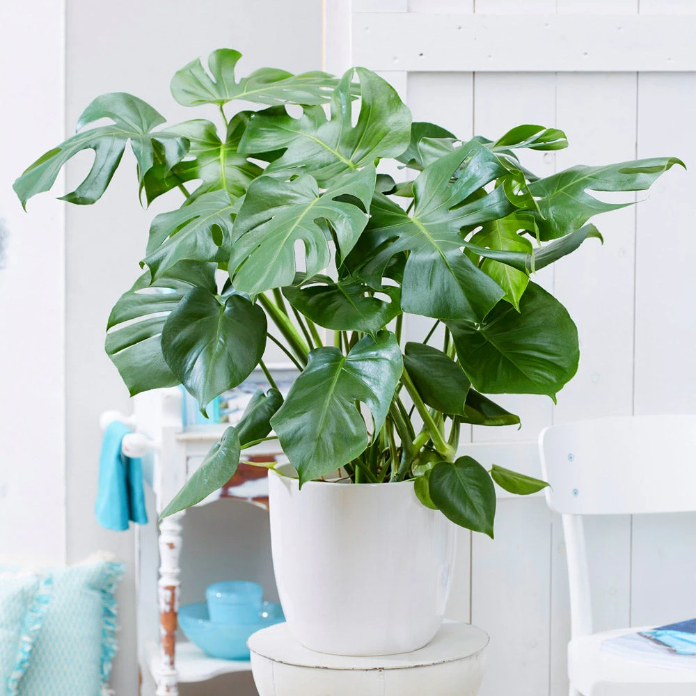 Monstera (Swiss Cheese Plant) - Image 2
