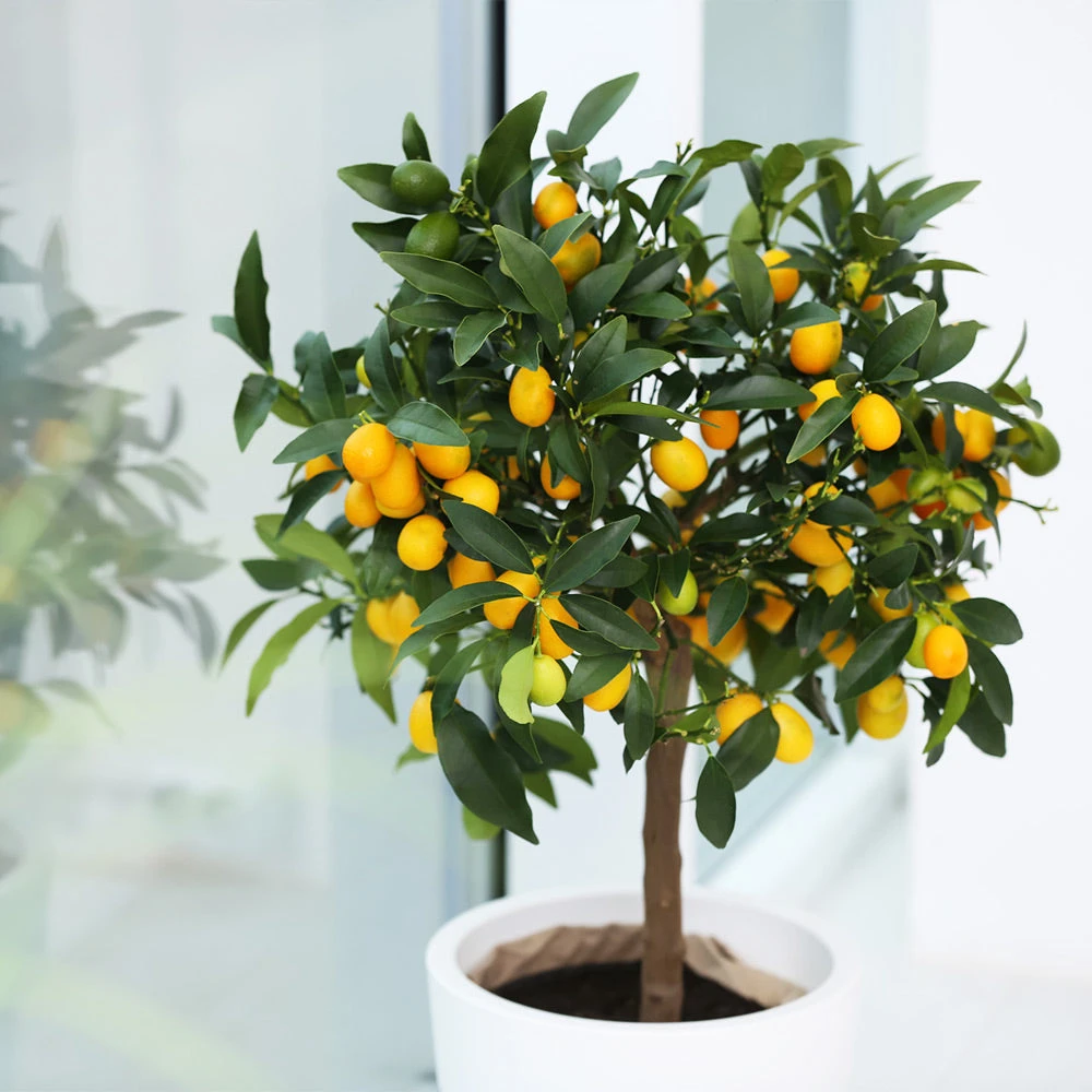 Nagami Kumquat Tree - Image 4