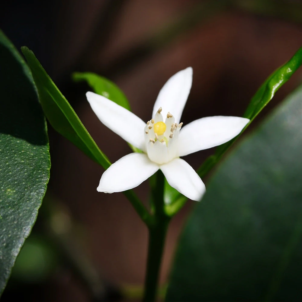 Nagami Kumquat Tree - Image 6