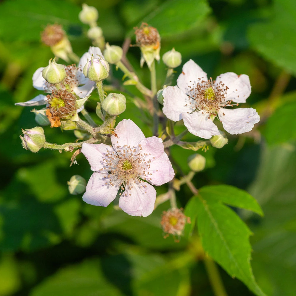 Navaho Blackberry - Image 3