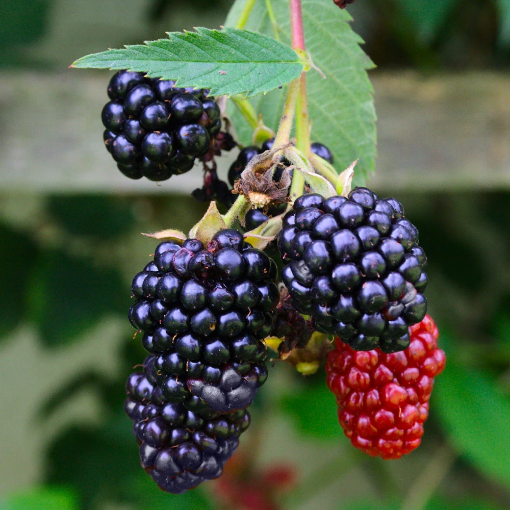 Navaho Blackberry - Image 5