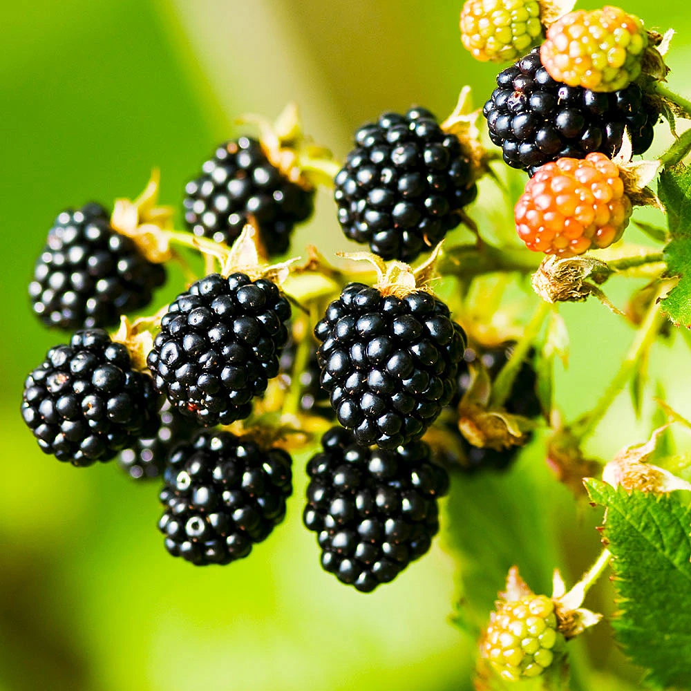 Navaho Blackberry - Image 2