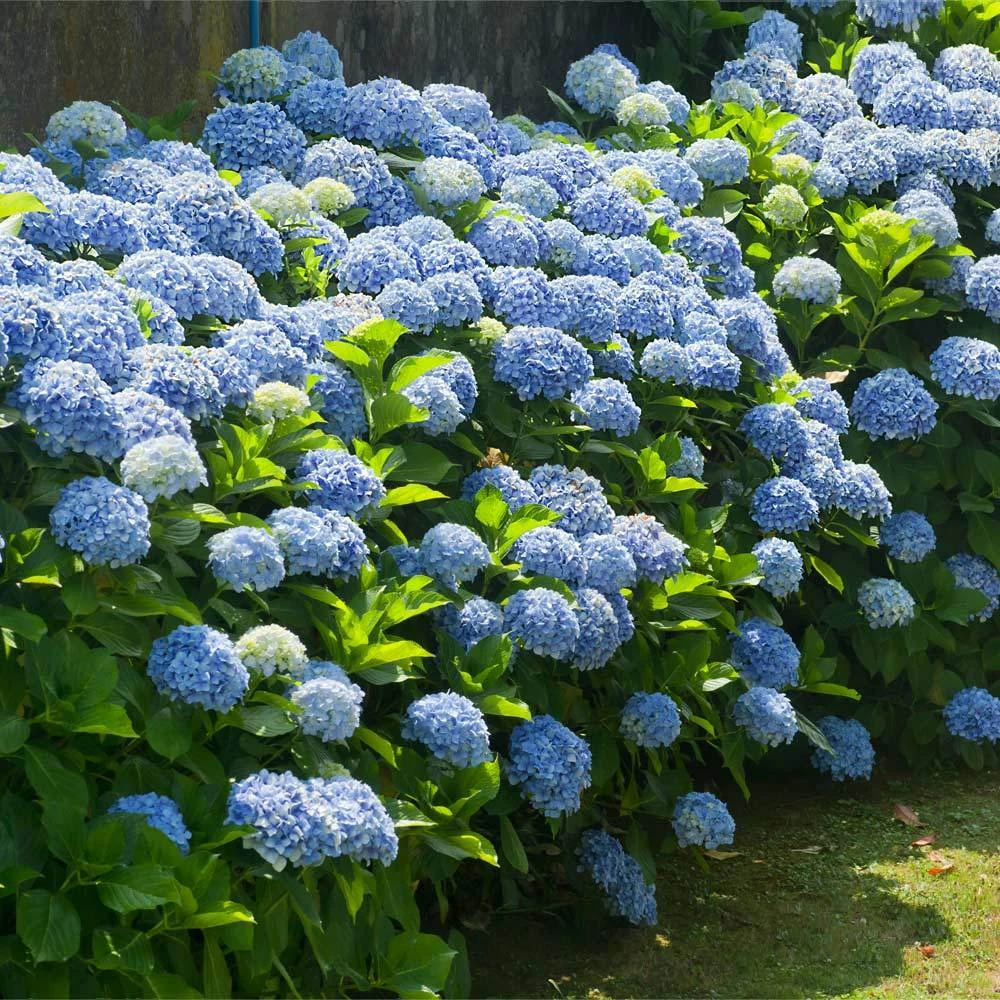 Nikko Blue Hydrangea Shrub - Image 2