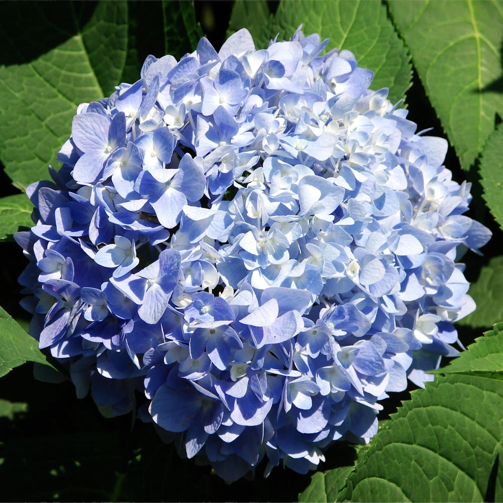 Nikko Blue Hydrangea Shrub - Image 3