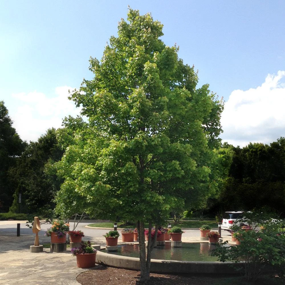 October Glory Maple Tree - Image 4