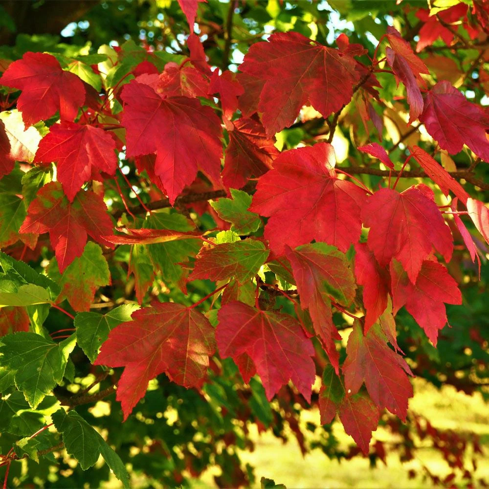 October Glory Maple Tree - Image 3