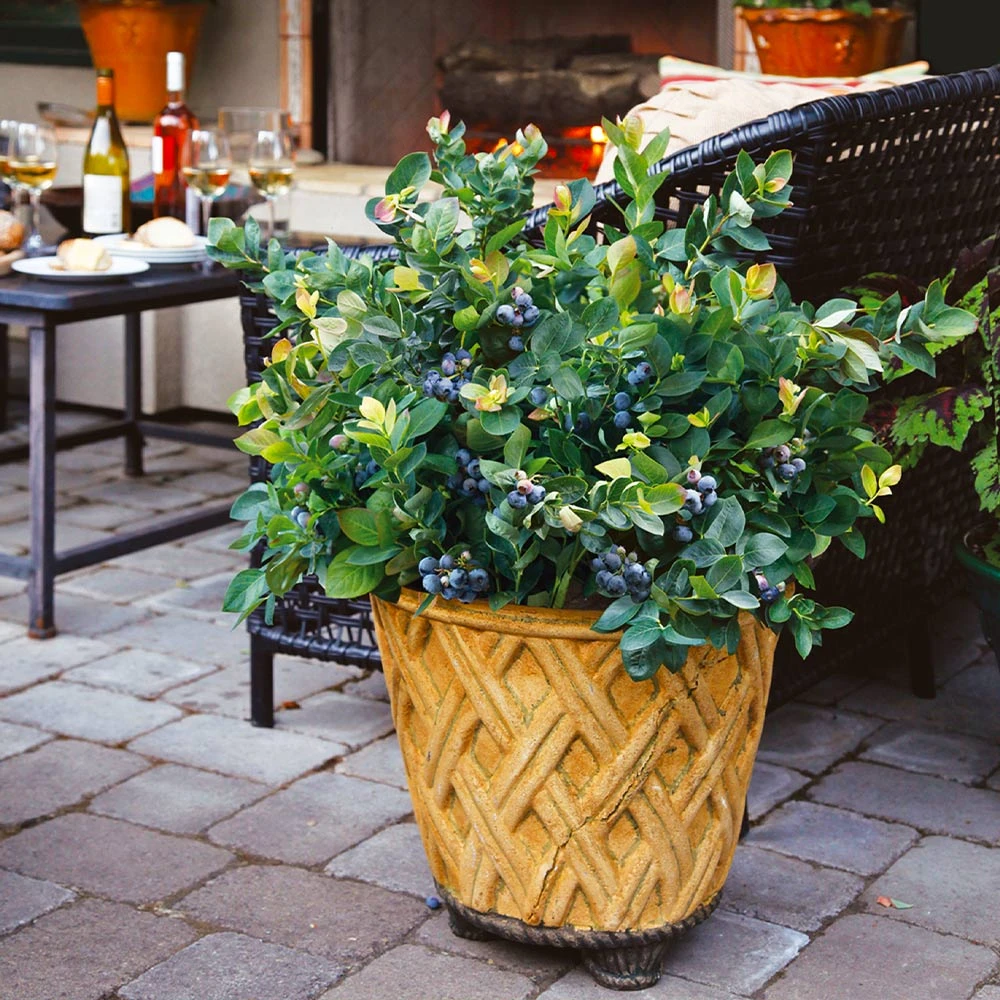 Bushel And Berry® Blueberry Peach Sorbet Plant - Image 6