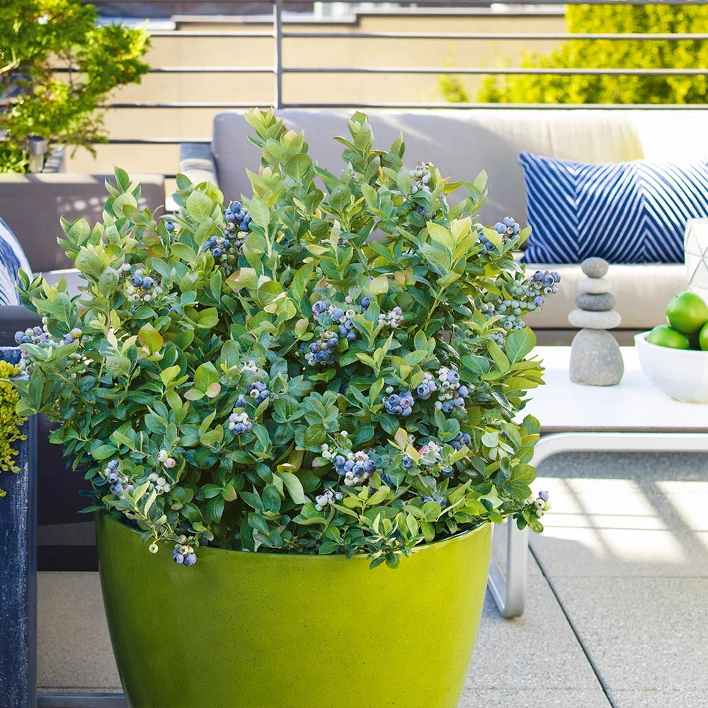 Bushel And Berry® Blueberry Peach Sorbet Plant - Image 2