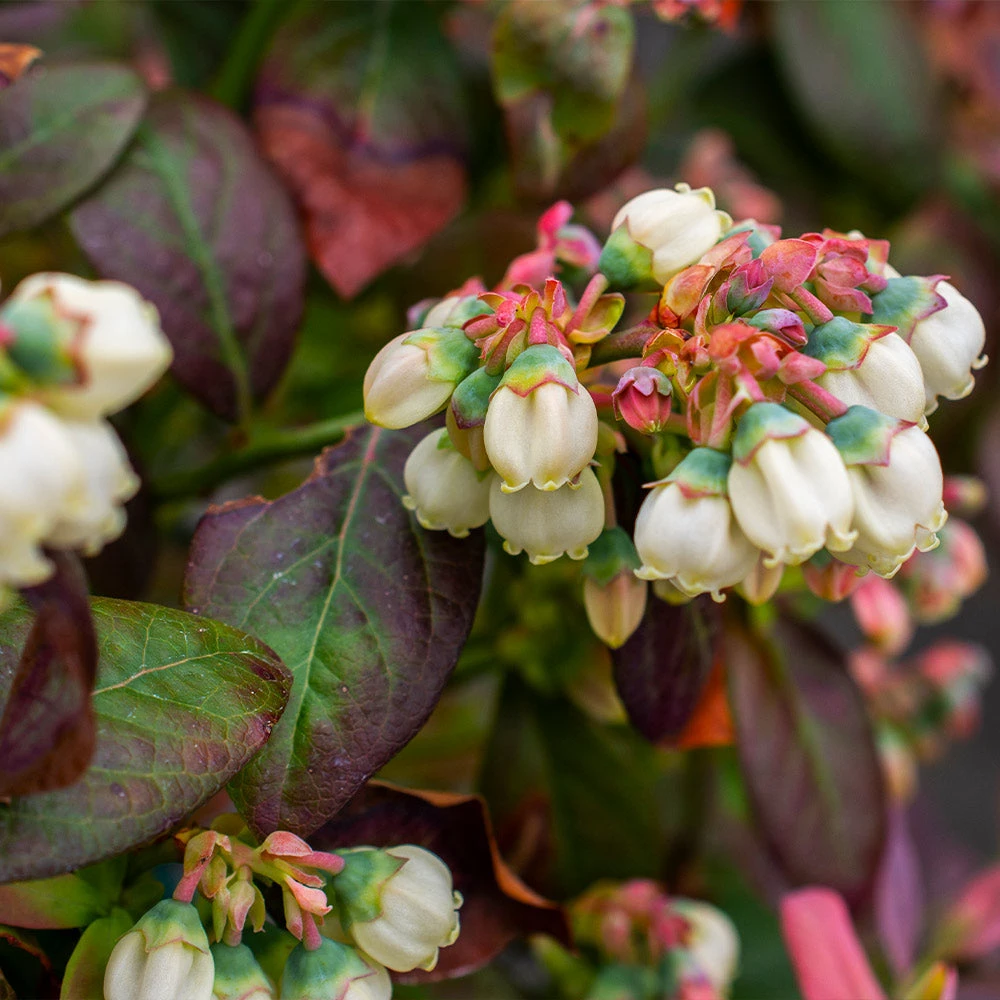 Bushel And Berry® Blueberry Peach Sorbet Plant - Image 4