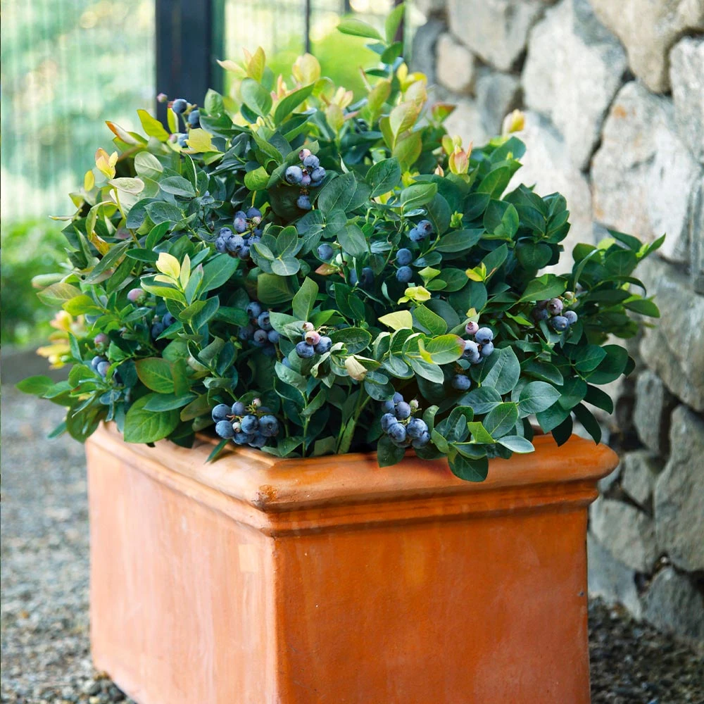 Bushel And Berry® Blueberry Peach Sorbet Plant - Image 5