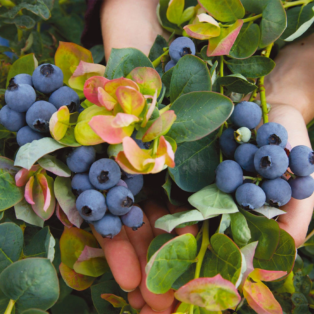 Bushel And Berry® Blueberry Peach Sorbet Plant - Image 3