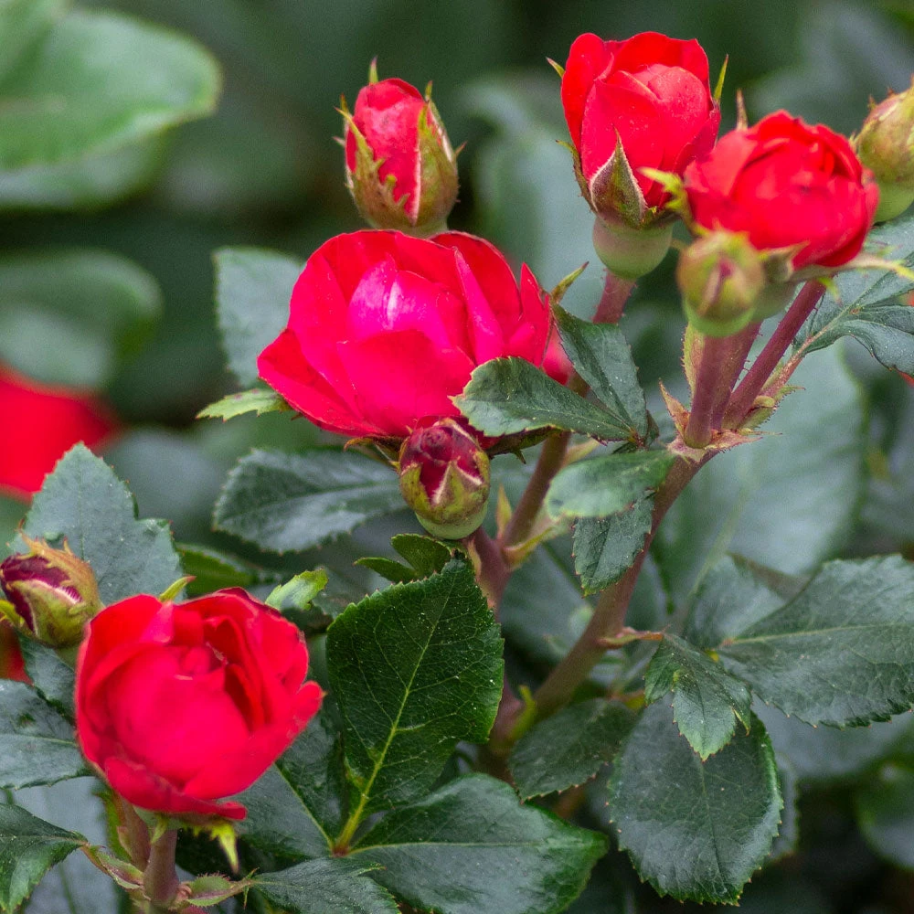 Petite Knock Out® Rose Shrub - Image 3