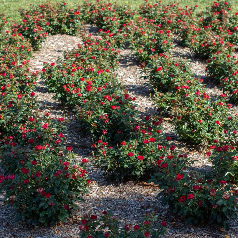Petite Knock Out® Rose Shrub - Image 5