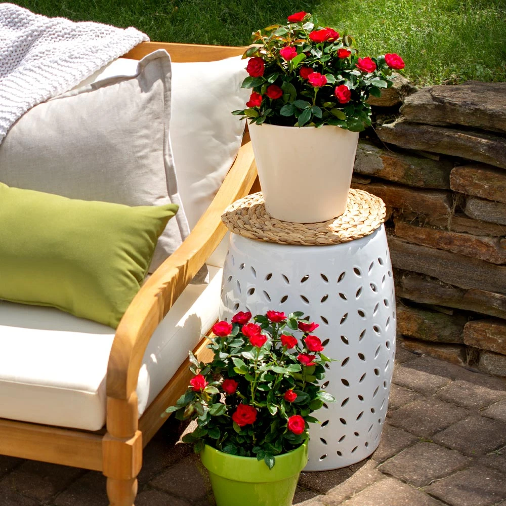 Petite Knock Out® Rose Shrub - Image 4