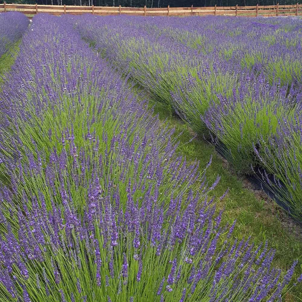 Phenomenal Lavender Plant - Image 2