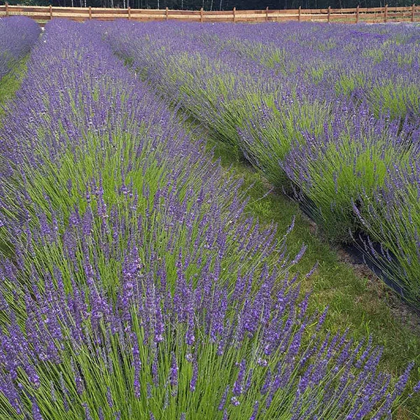Phenomenal Lavender Plant