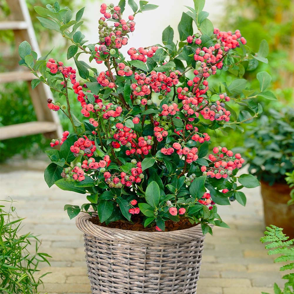 Pink Lemonade Blueberry Plant - Image 3