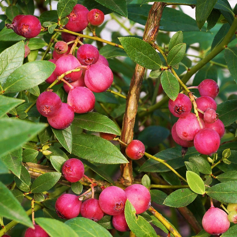 Pink Lemonade Blueberry Plant - Image 2