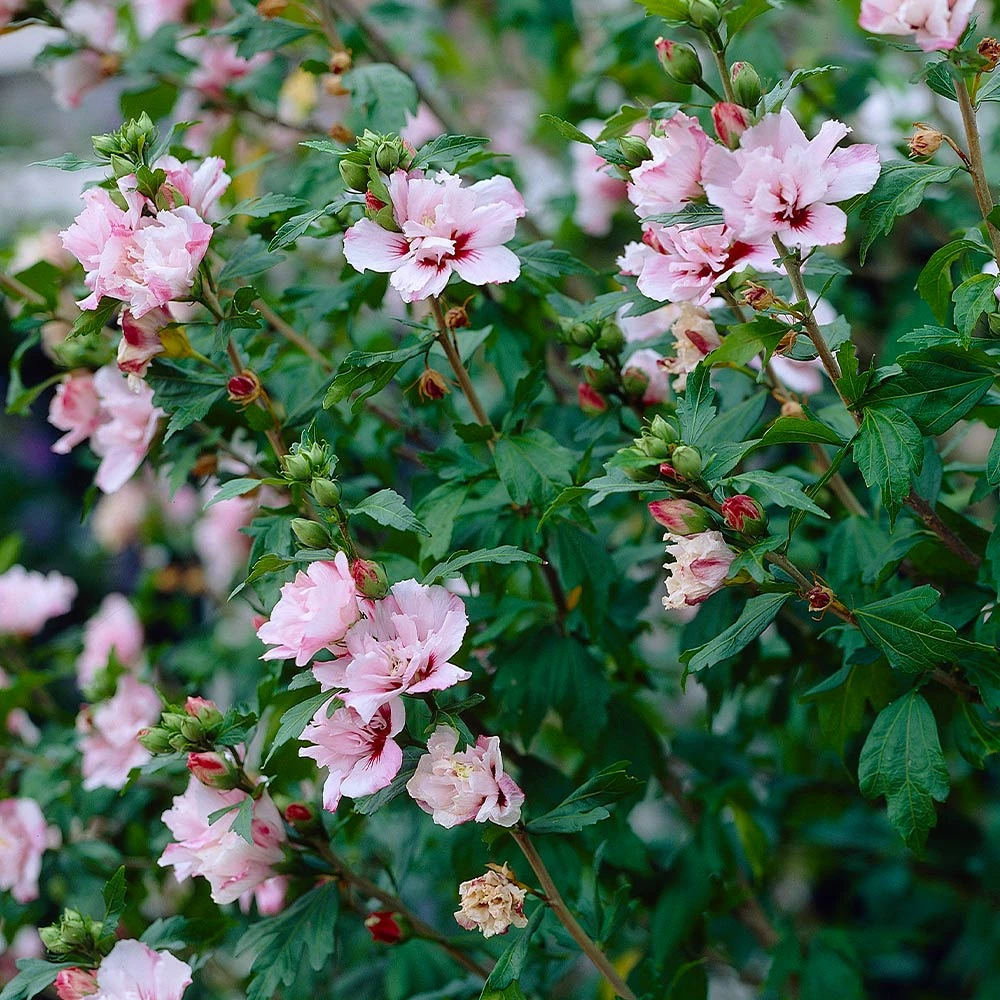 Pink Rose Of Sharon Althea Shrub - Image 2