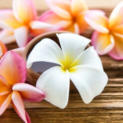 Plumeria Plant