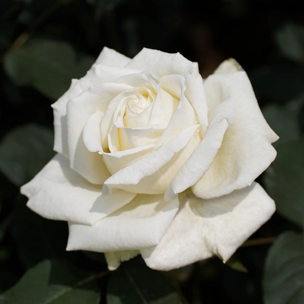 Pope John Paul II Rose Shrub - Image 2