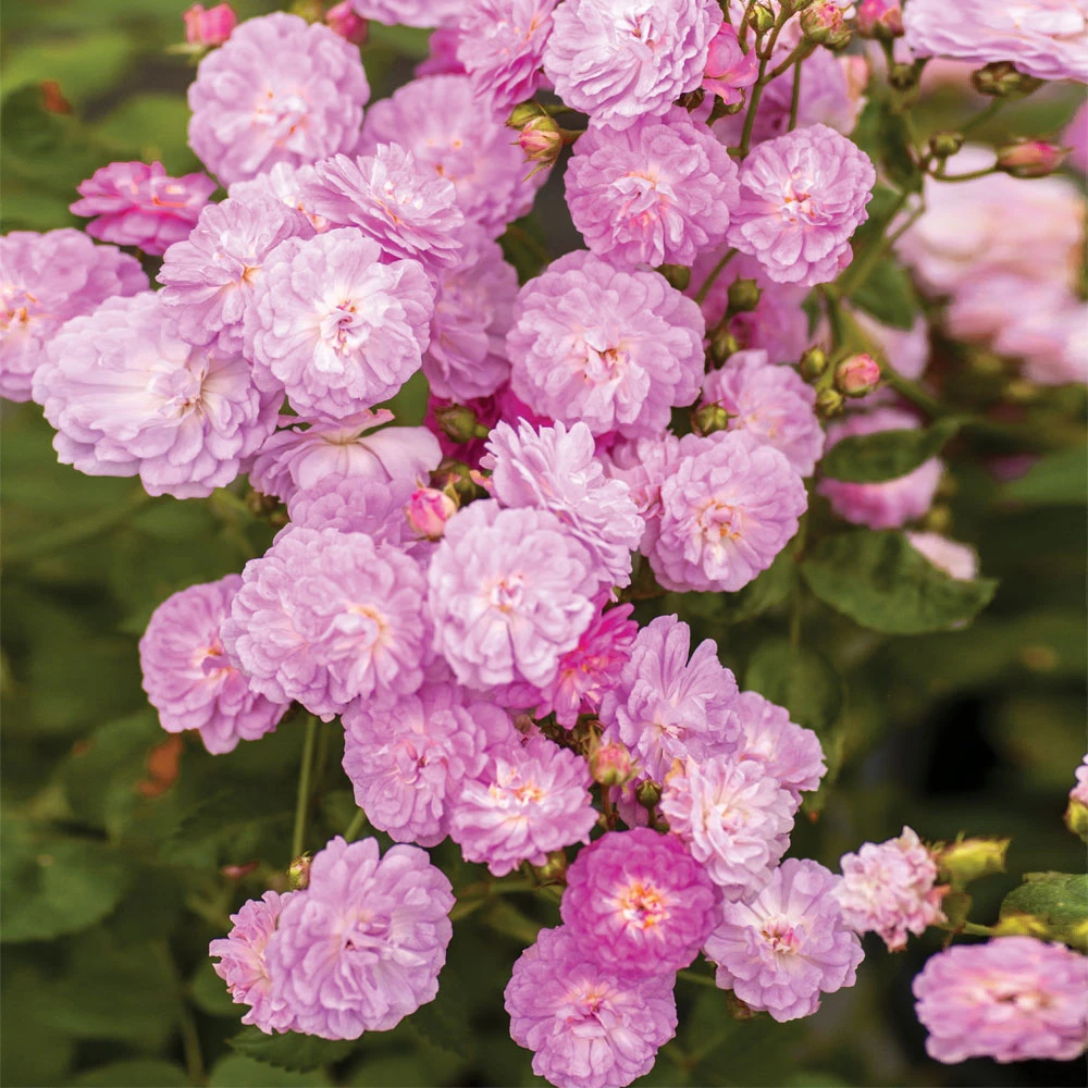 Pretty Polly® Lavender Rose - Image 3