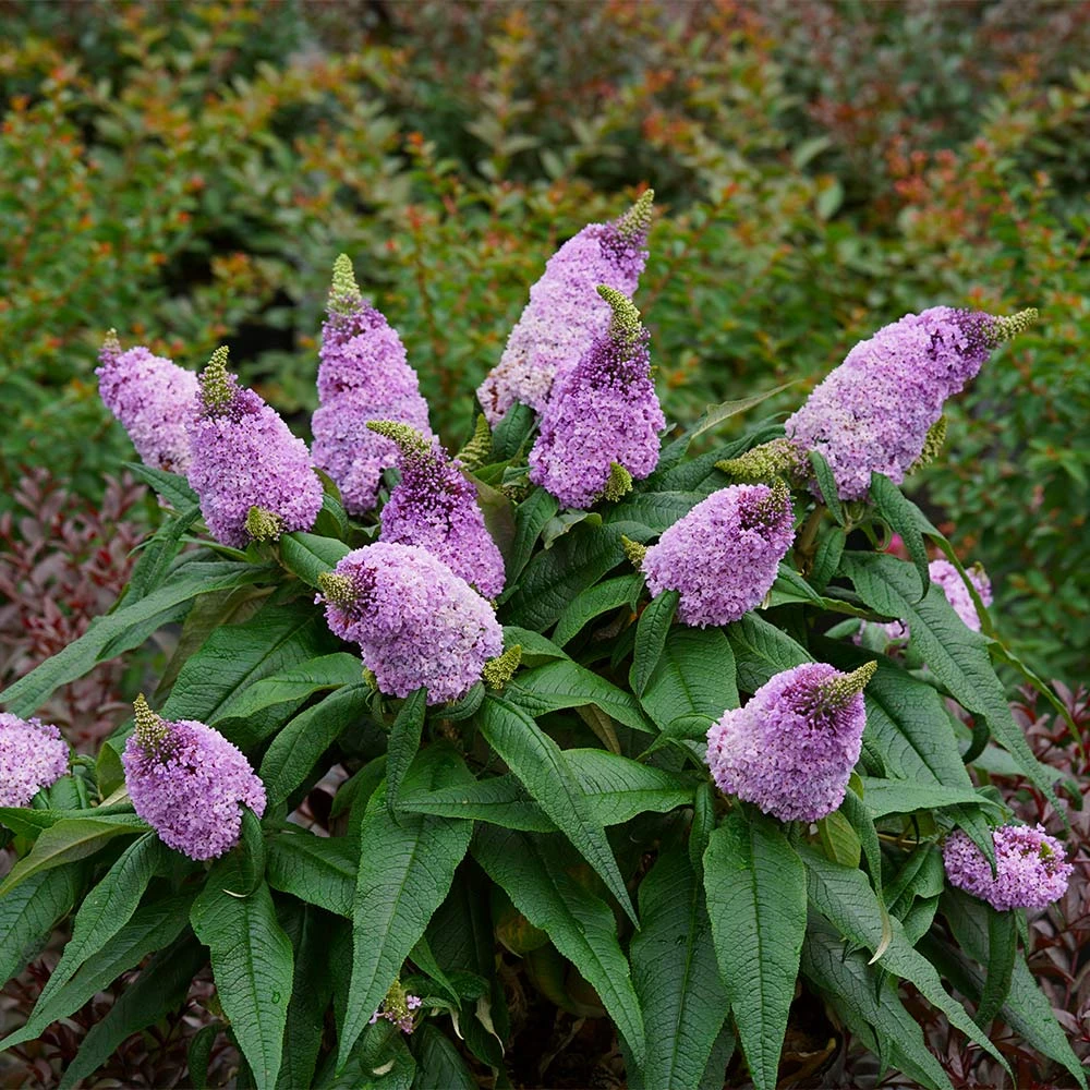 Pugster® Amethyst Butterfly Bush - Image 4