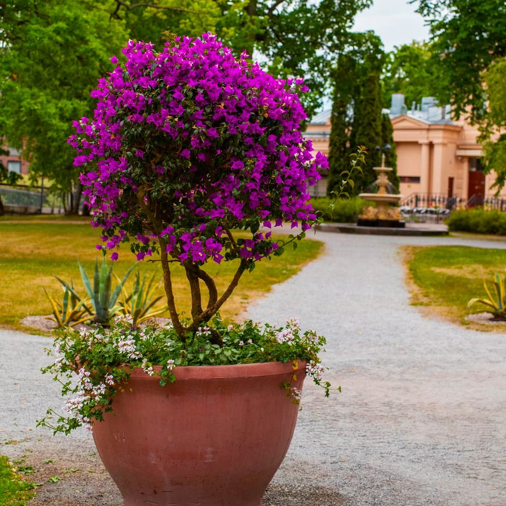New River Bougainvillea Tree - Image 3
