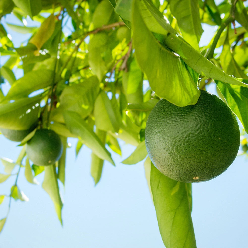Persian 'Bearss' Lime Bush - Image 2