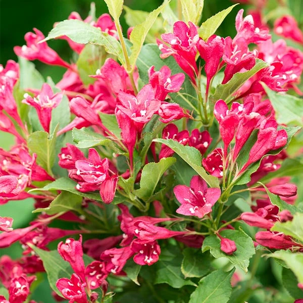 Red Prince Weigela Tree - Image 3