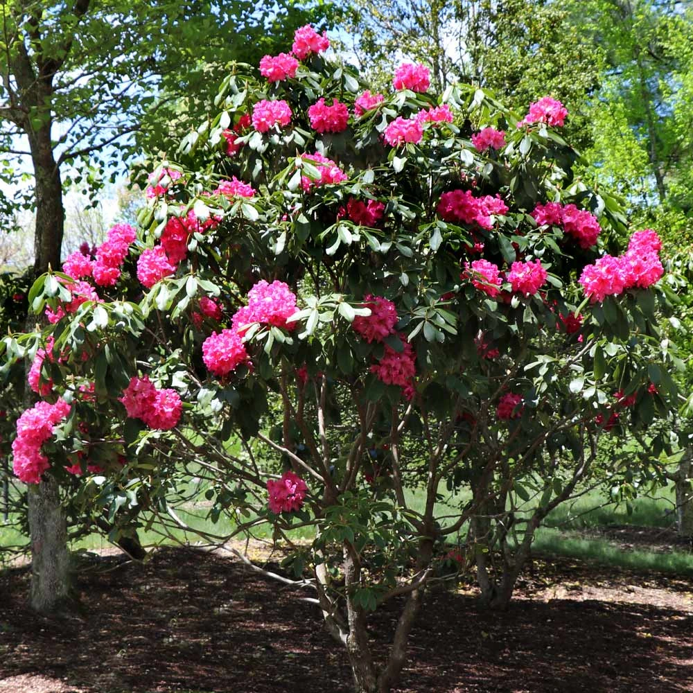 Red Rhododendron Shrub - Image 4