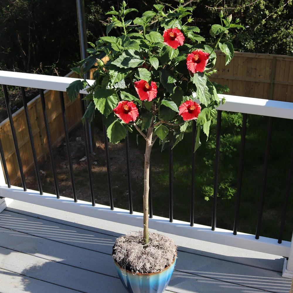 Red Tropical Hibiscus Tree - Image 2