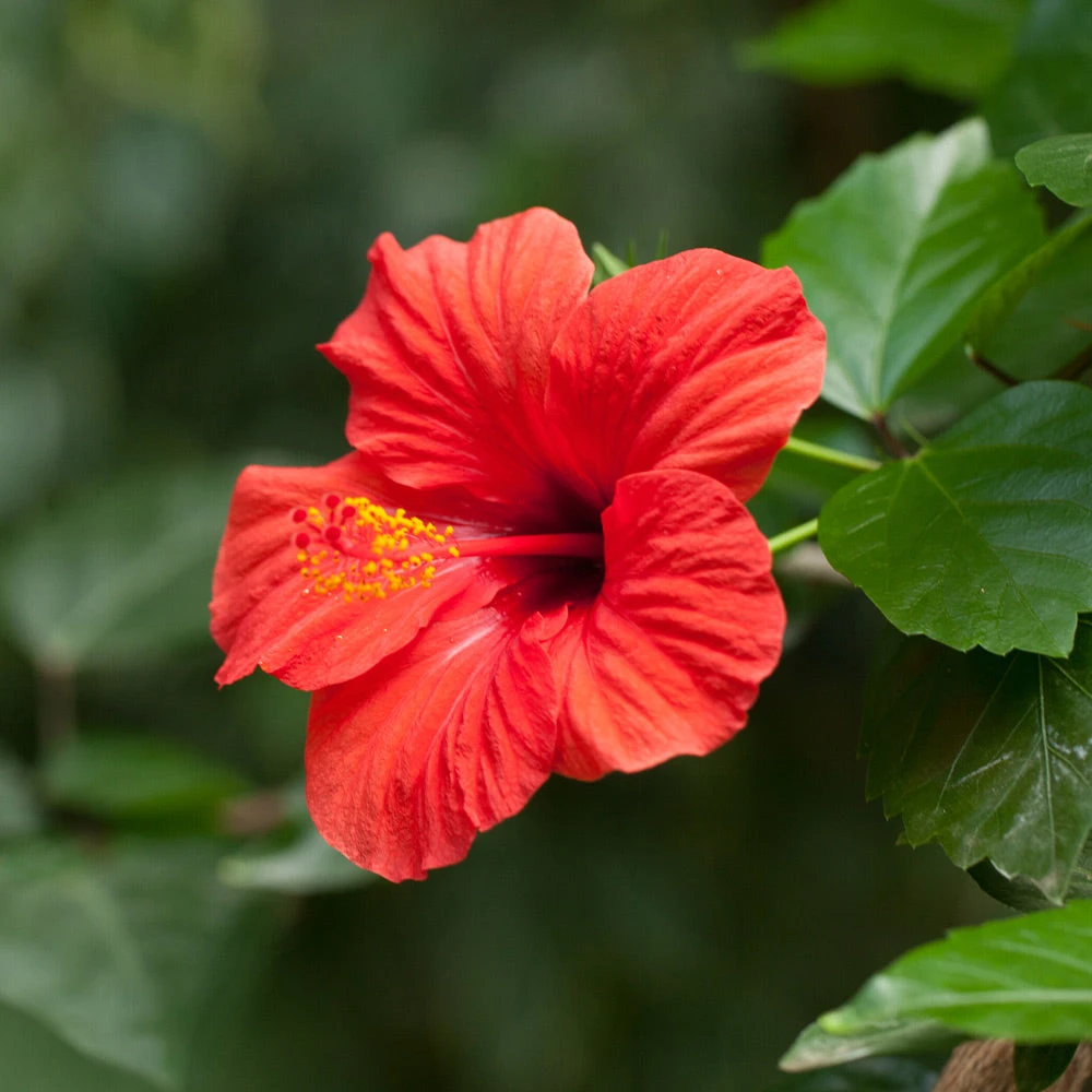 Red Tropical Hibiscus Tree - Image 5