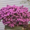 PJM Rhododendron Shrub