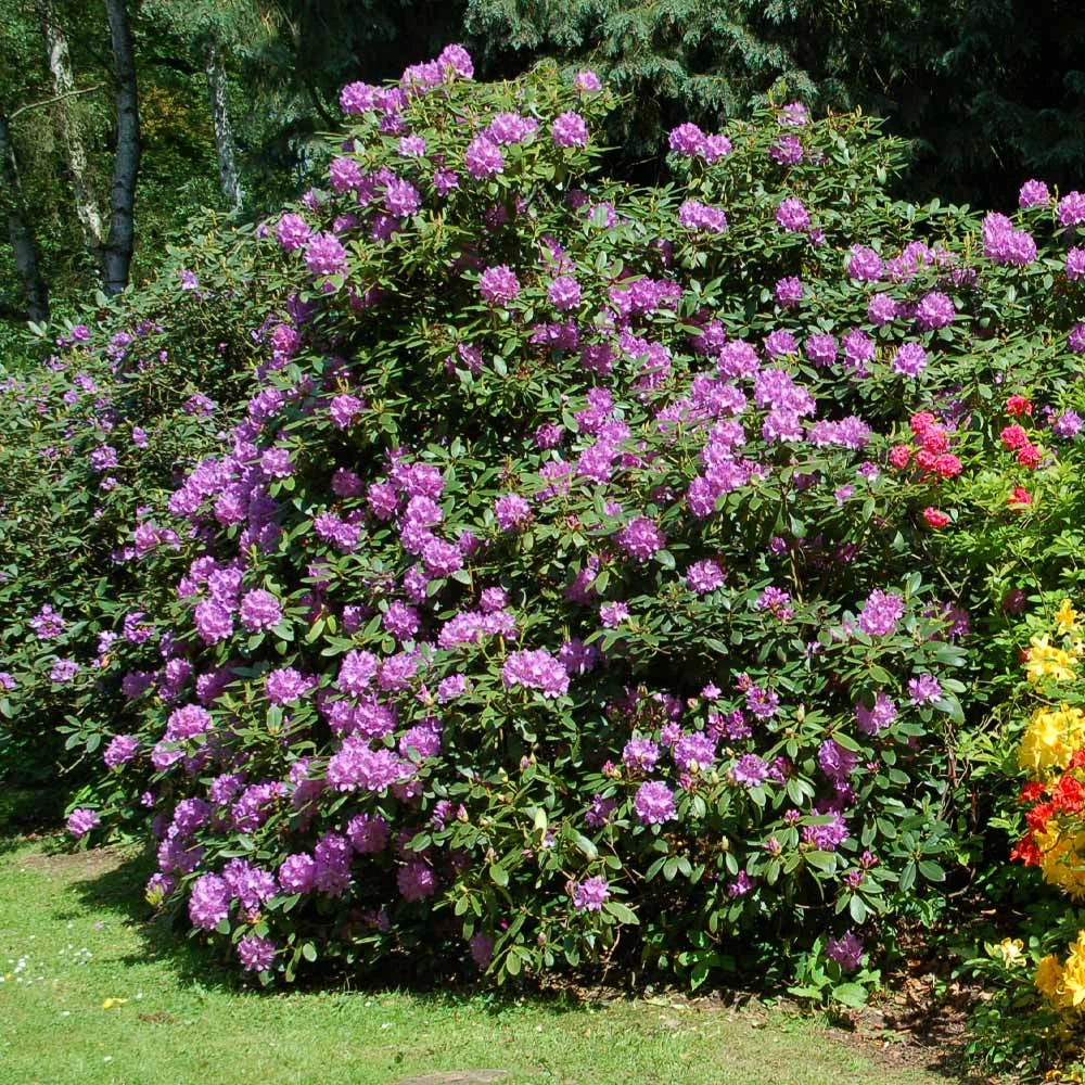 Lavender Rhododendron Shrub - Image 2