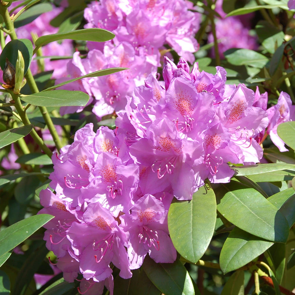 Lavender Rhododendron Shrub - Image 3