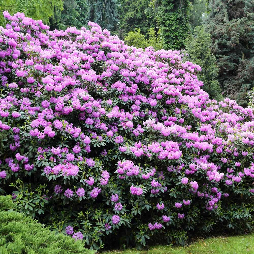 Lavender Rhododendron Shrub - Image 4