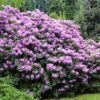 Lavender Rhododendron Shrub