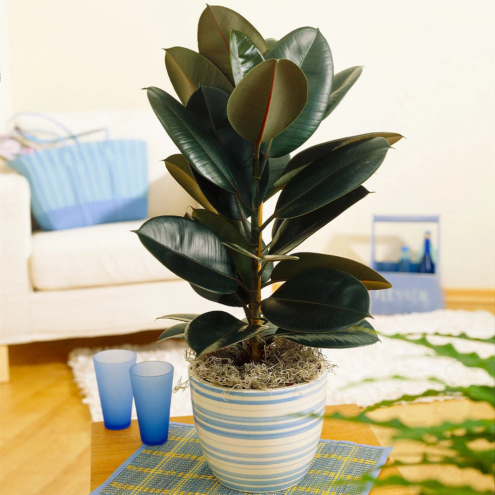 Rubber Tree Plant - Image 2