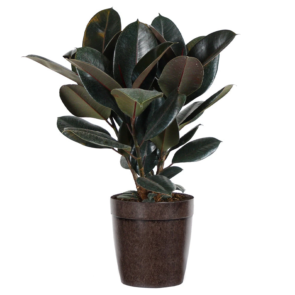 Rubber Tree Plant - Image 5