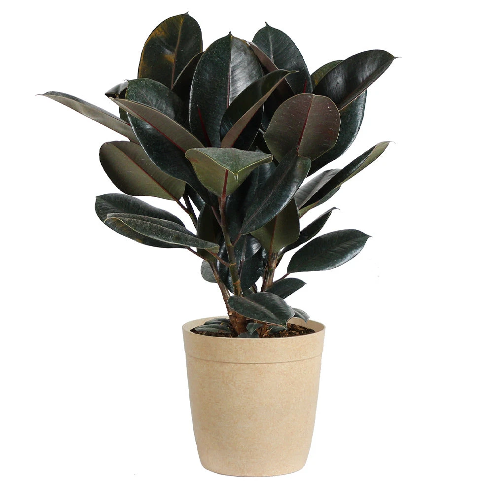 Rubber Tree Plant - Image 6