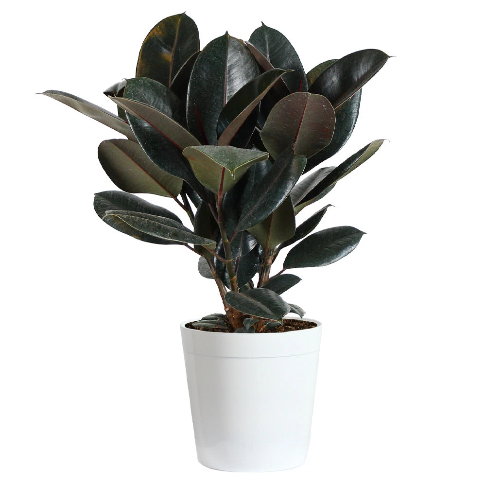 Rubber Tree Plant - Image 7