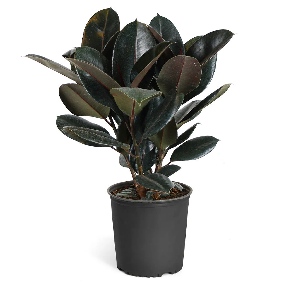 Rubber Tree Plant - Image 4