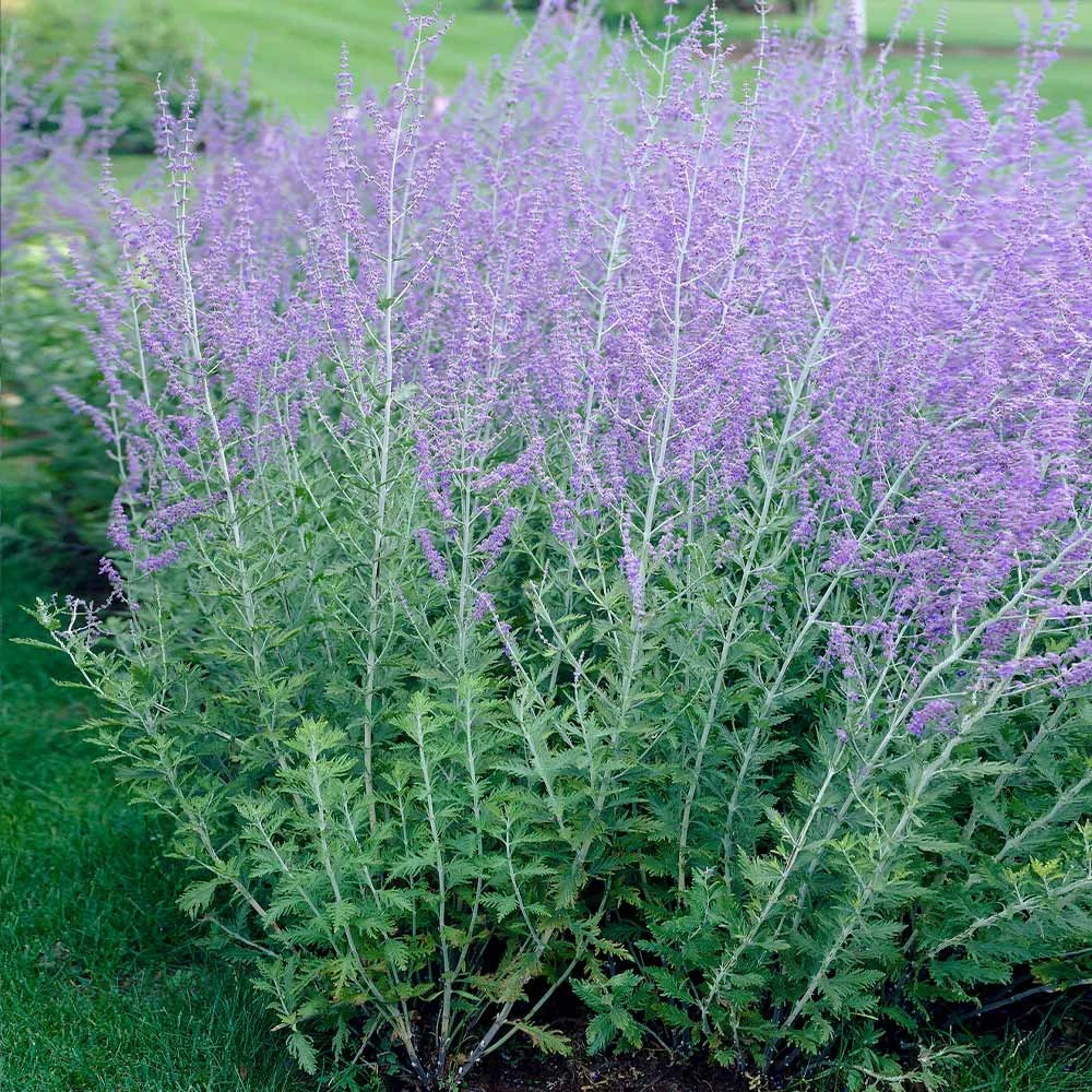 Russian Sage - Image 2