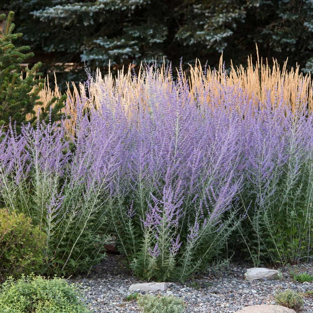 Russian Sage - Image 3