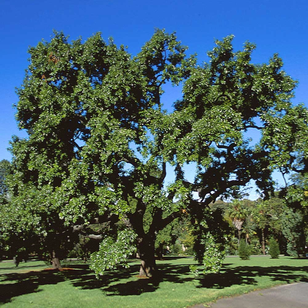 Sawtooth Oak Tree - Image 2