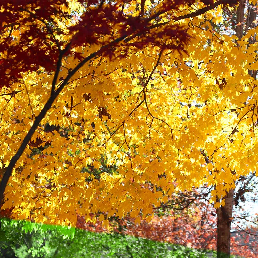 Silver Maple Tree - Image 5